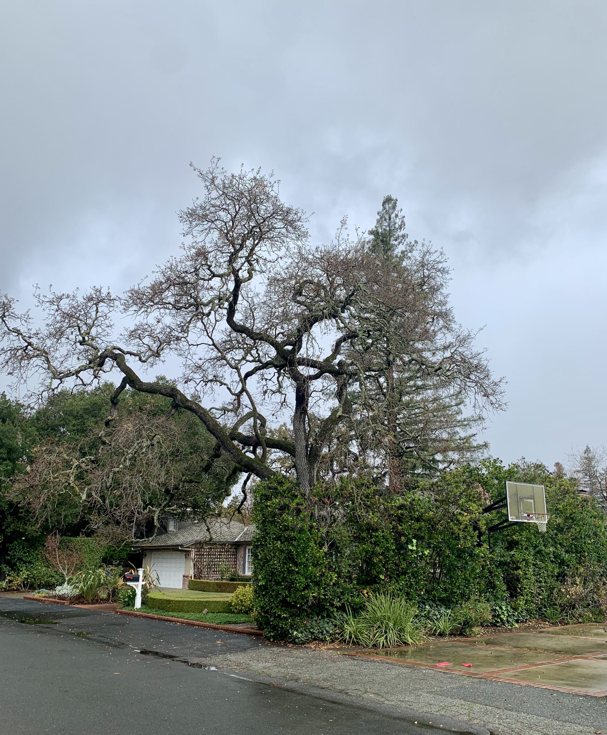 Another rainy end of the year for Menlo Park InMenlo
