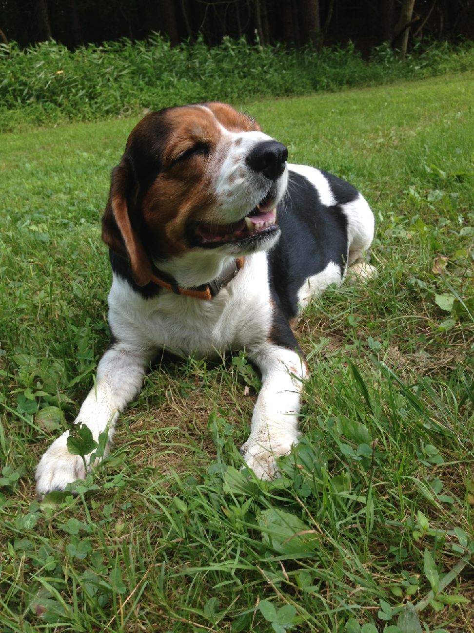 Pet Friendly Virginia Bed and Breakfast The Inn and Tavern at Meander