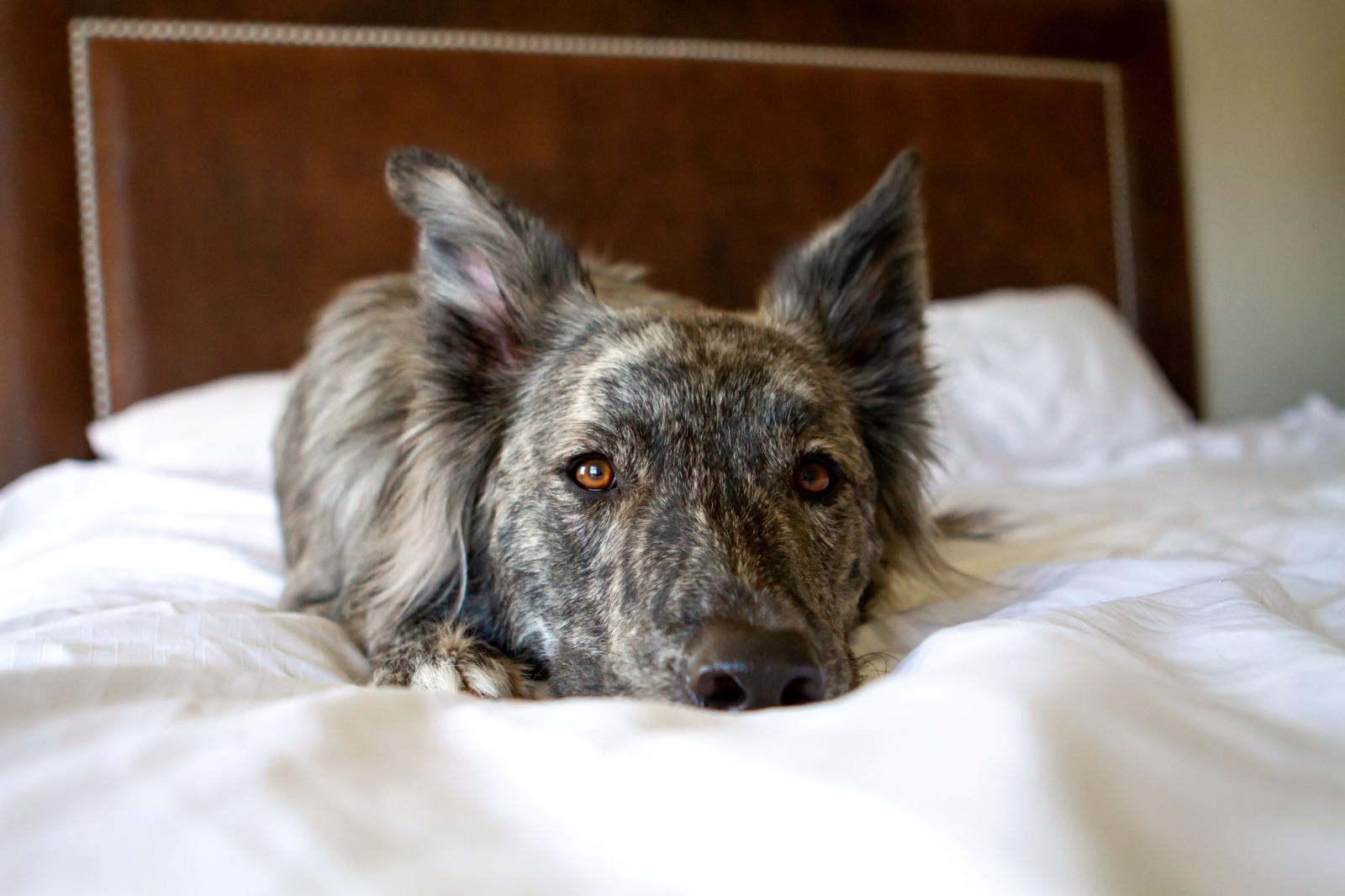 A Day in the "Suite" Life of Dogs at The Inn