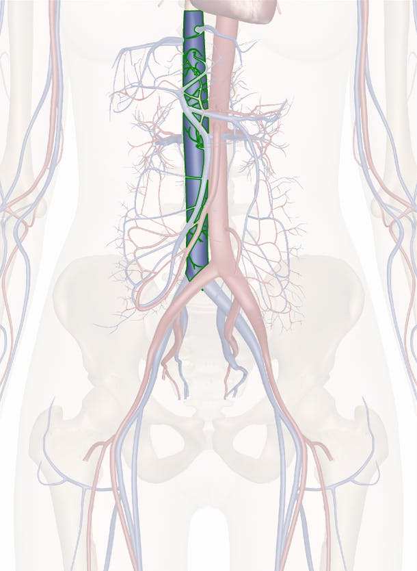 The Inferior Vena Cava Anatomy and 3D Illustrations