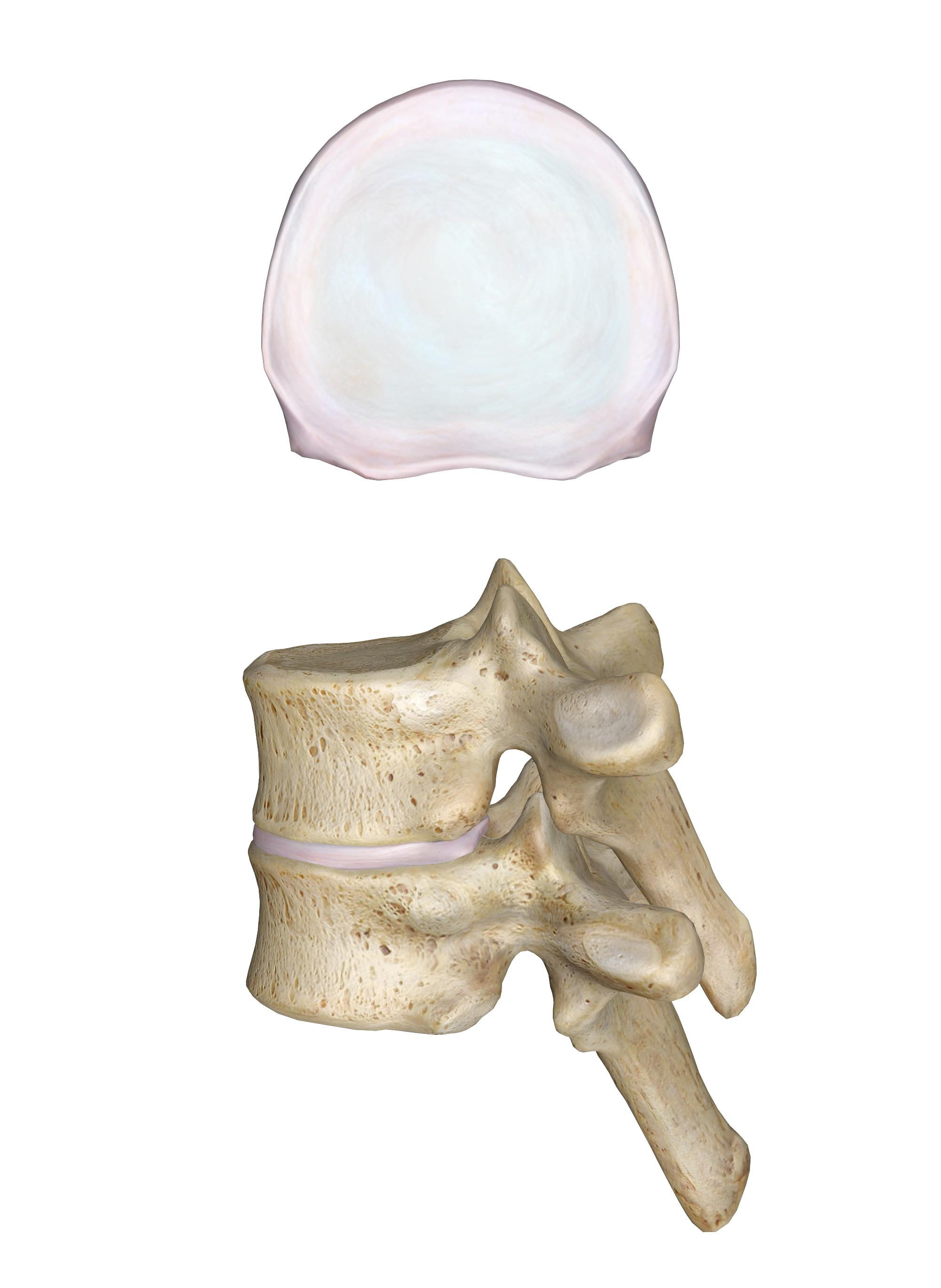 The Intervertebral Discs Anatomy and 3D Illustrations