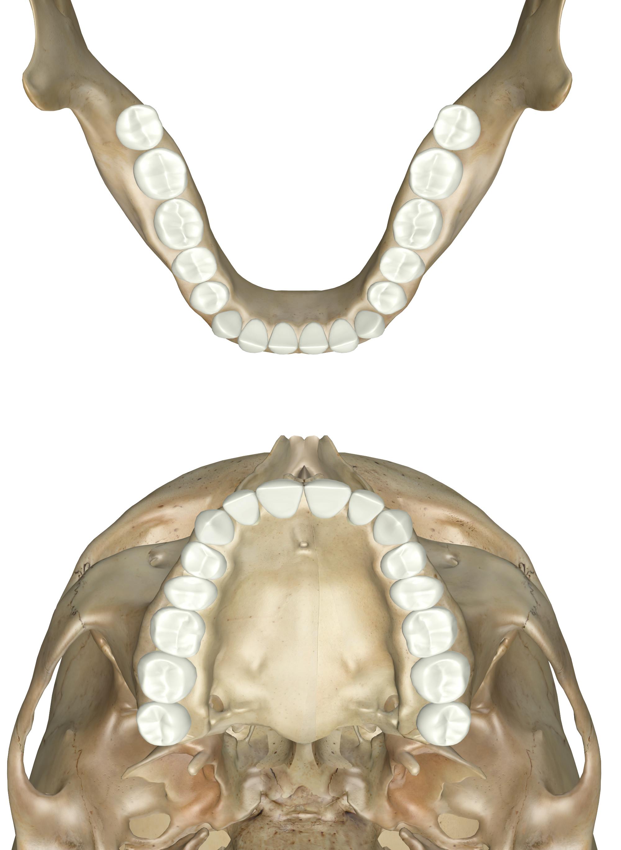 What Are Canine Teeth Called In Humans