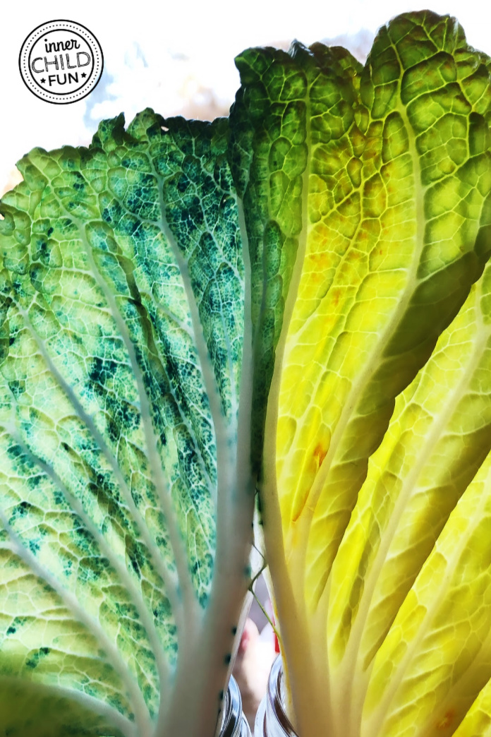 Simple Spring Science Projects for Kids Inner Child Fun