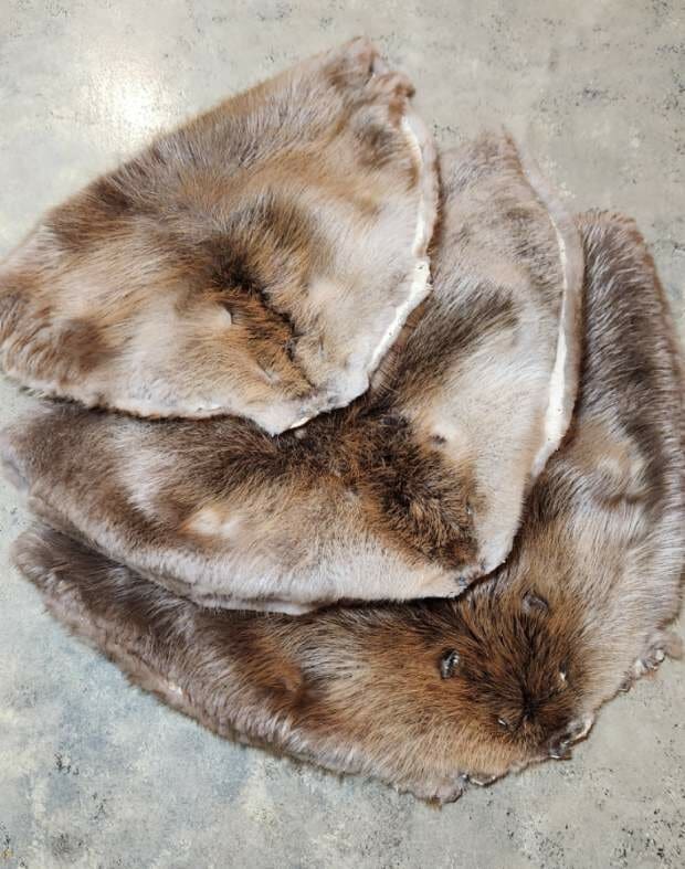 Beaver Fur Pelts Inner Circle Trade Company