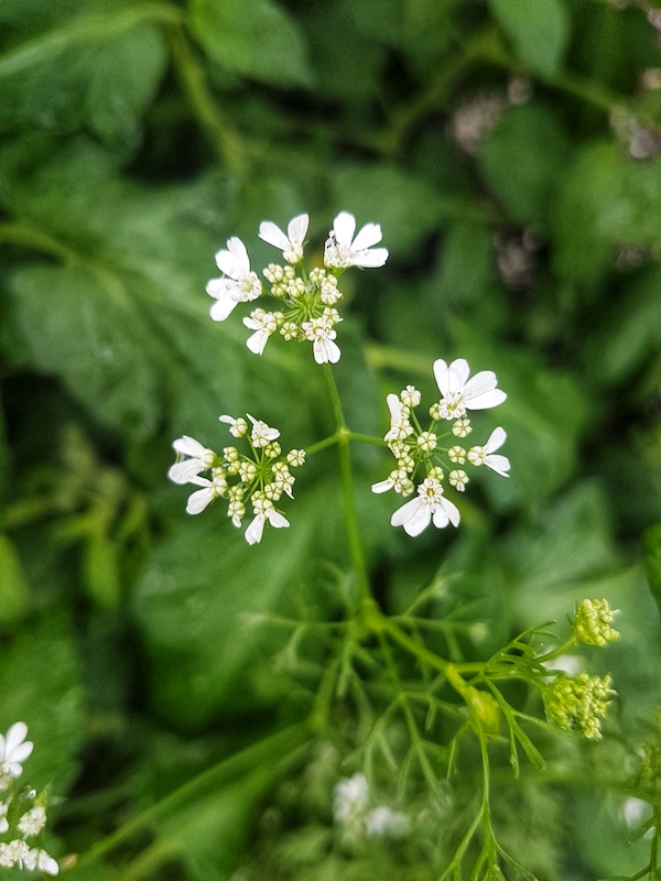 Cilantro Bolting Why Cilantro Flowers And How To Prevent, 43 OFF