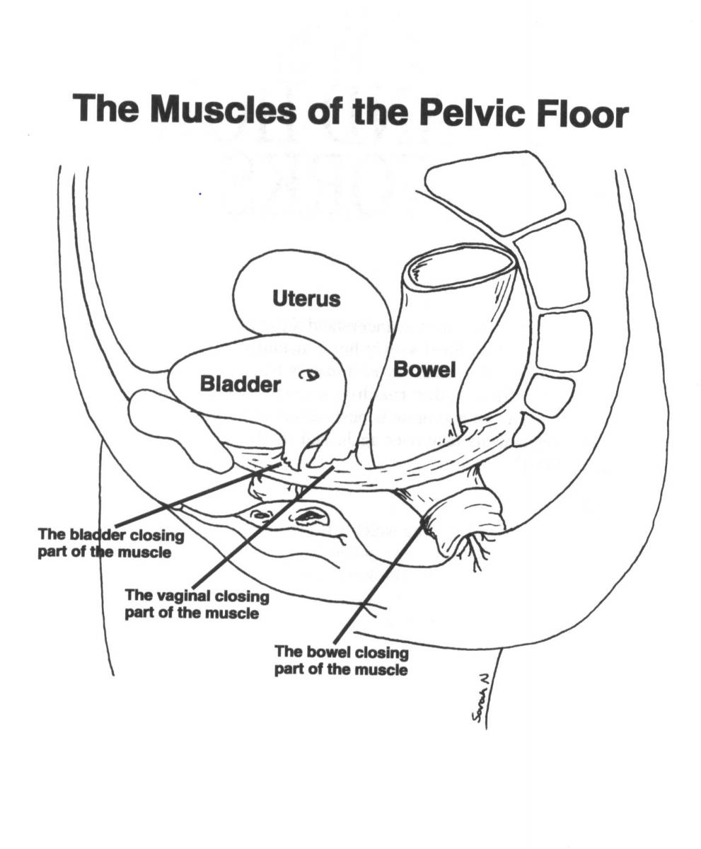 Pelvic Floor Anatomy Sections Innerstrength Healthcare