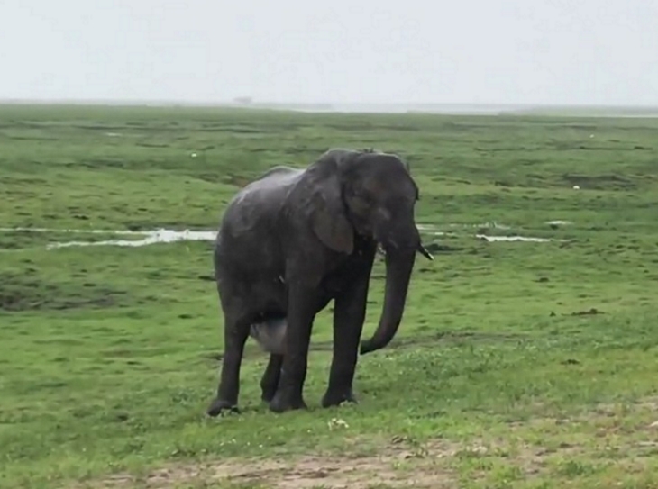 Pregnant Elephant Gives Birth Then The Herd Comes Charging In Inner