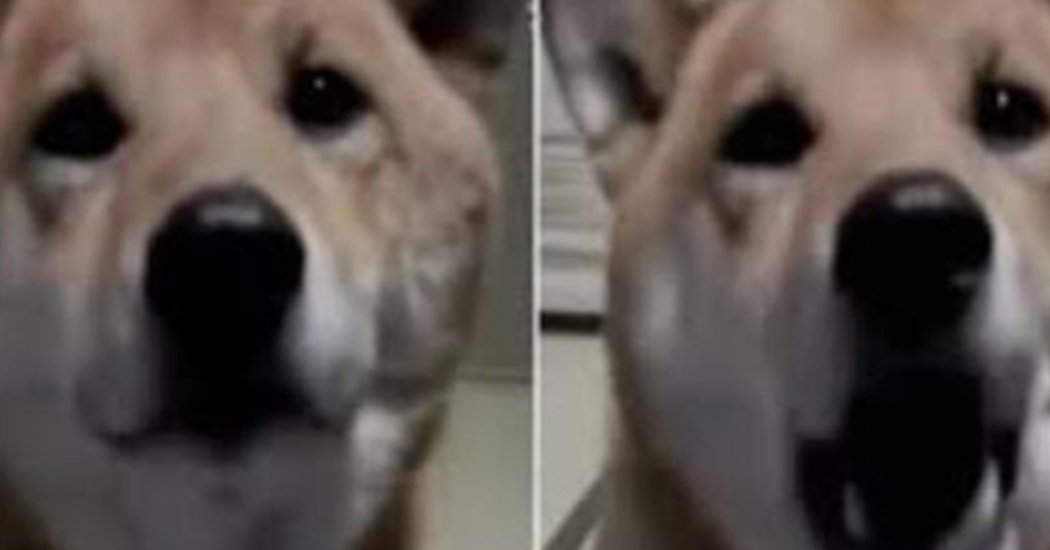 Mom Tells Dog To ‘Bark Softly’ And Then Totally Cracks Up When He