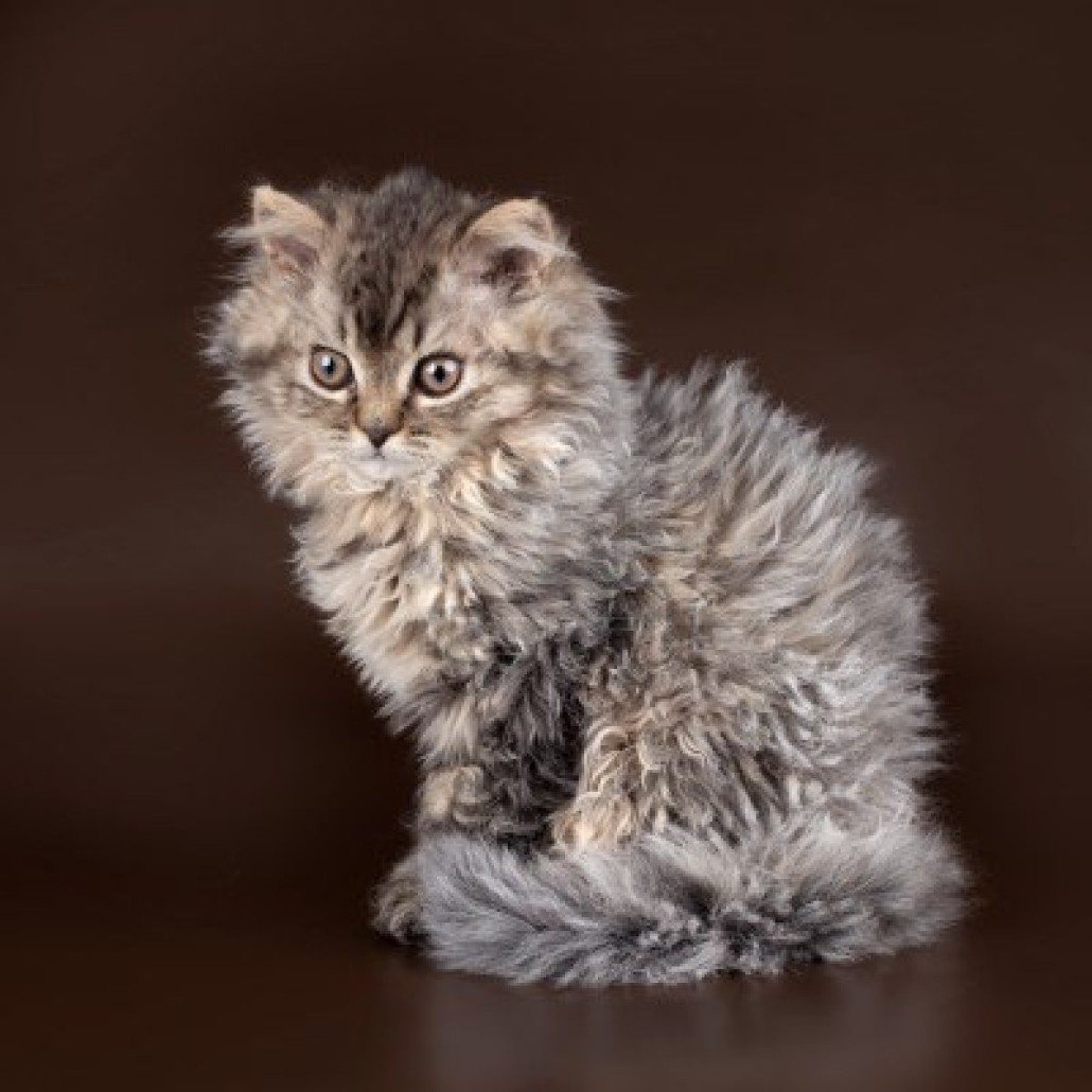 Poodle Cats Are Like No Other Cats You've Ever Seen, You'll Love Their
