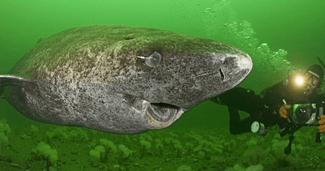 512YearOld Shark Discovered By Scientists Is The Oldest Vertebrae