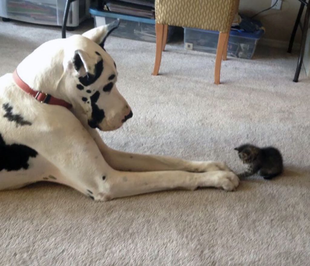 14 Hilarious Photos To Help You Appreciate The Goofy Side Of Great Danes Inner Strength Zone