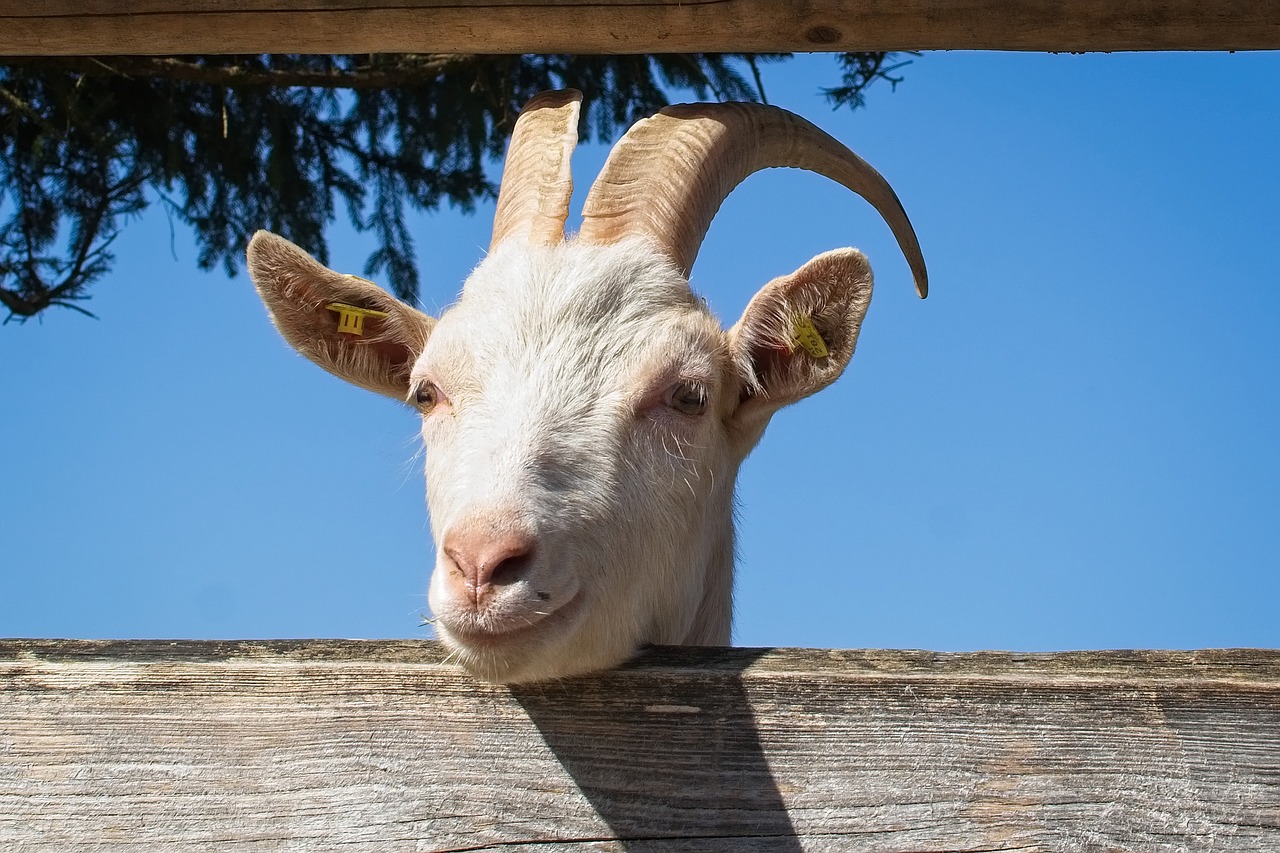 Study Reveals Goats Know If Humans Smile And It Makes Them Happy