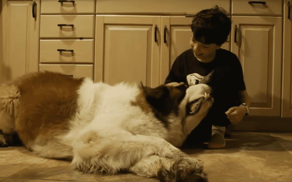 130Pound Shelter Dog Takes First Steps Into His New, Forever