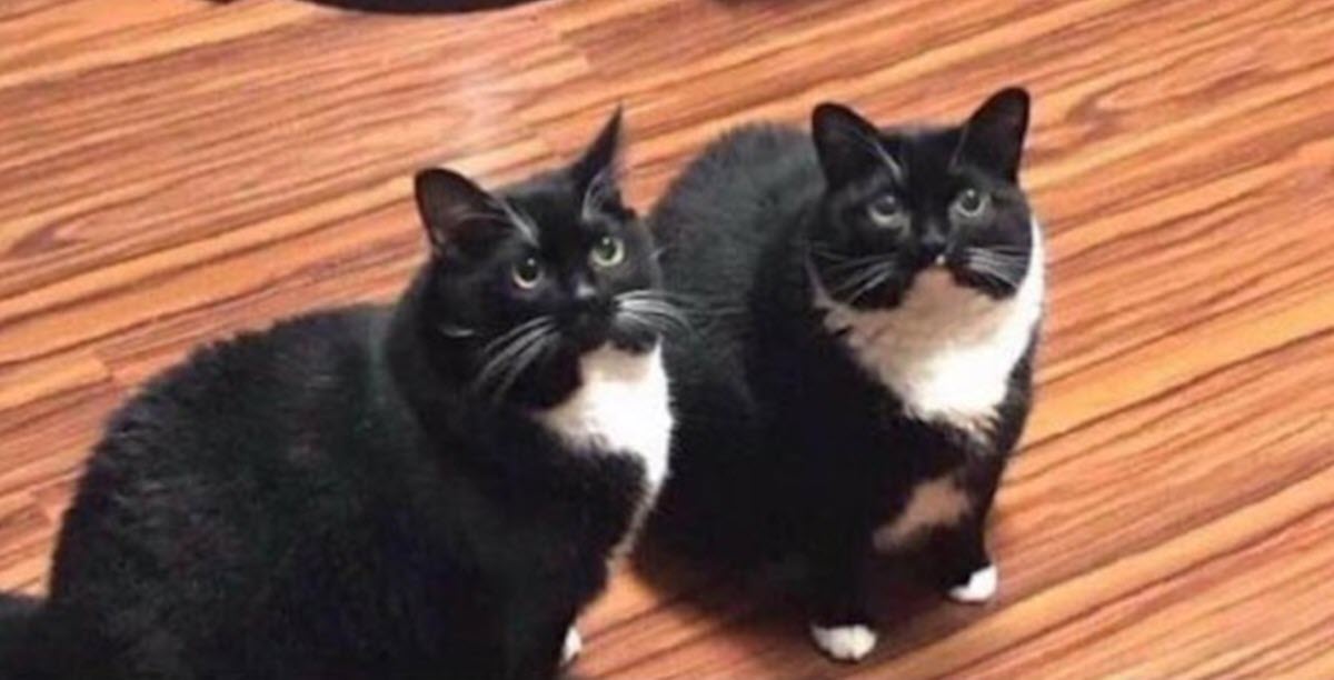 Man Thinks He Found His Lost Cat, but Then His Real Cat Shows Up