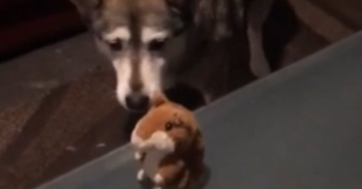 A Malamute Has The Most Hilarious Conversation With A