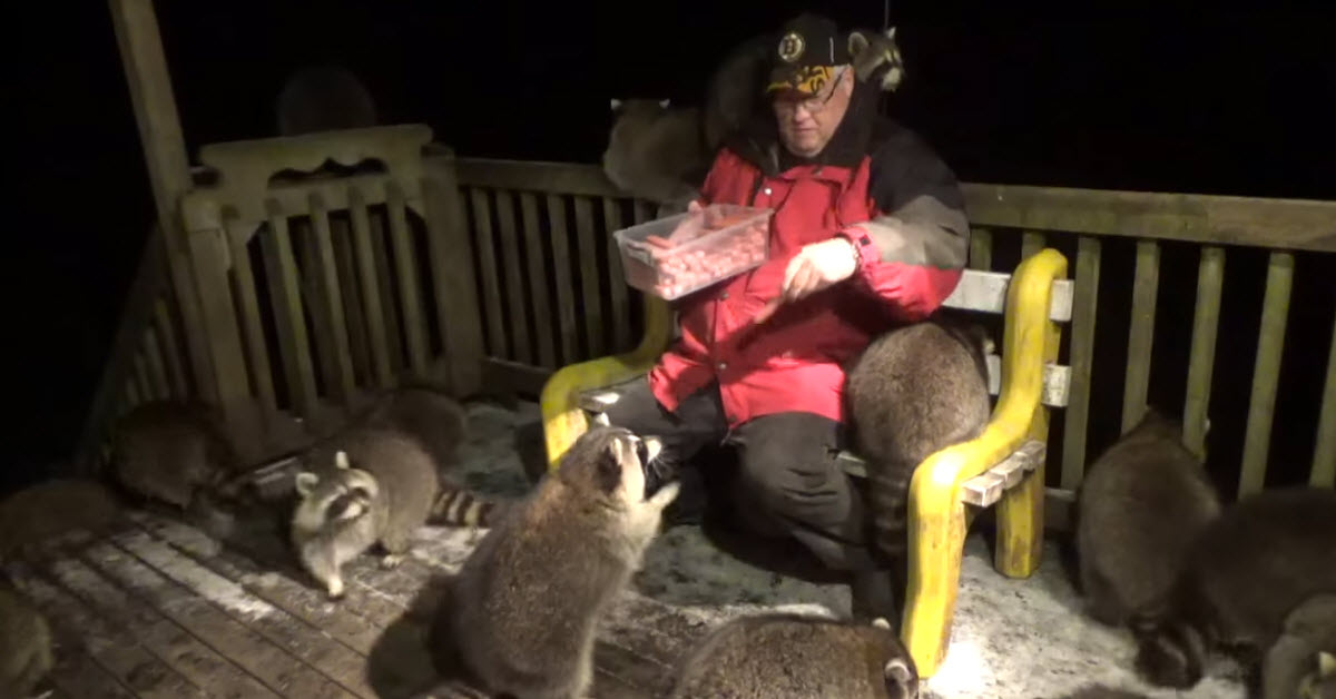 Kind Man Feeds Hot Dogs To Raccoons And Is Soon Mobbed By An Adorable