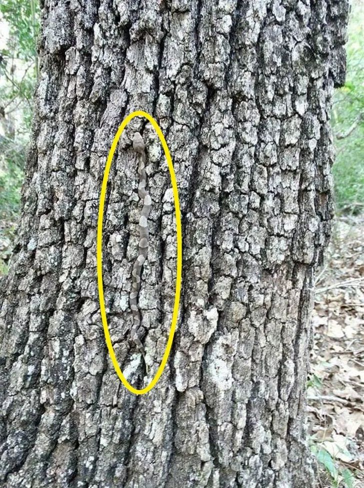 Can You Find The Animals Hiding In Plain Sight? Probably