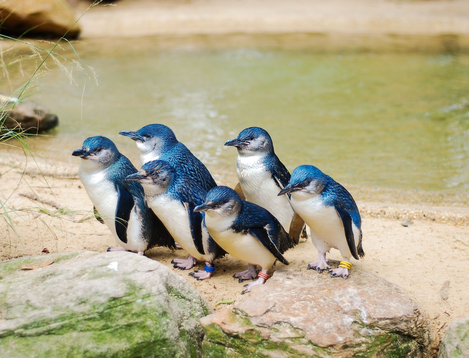 Australia Has The Most Adorable Fairy Penguins