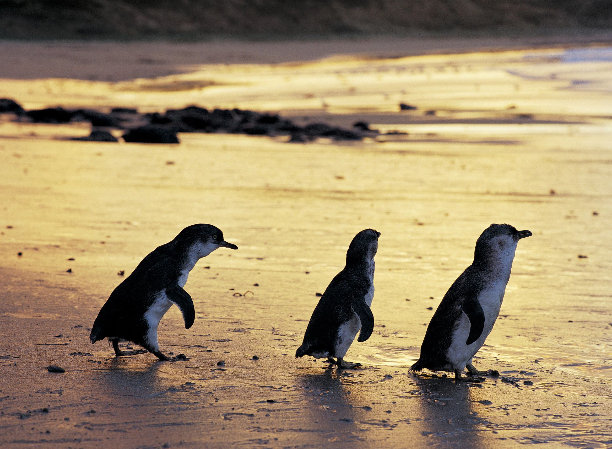 Australia Has The Most Adorable Fairy Penguins