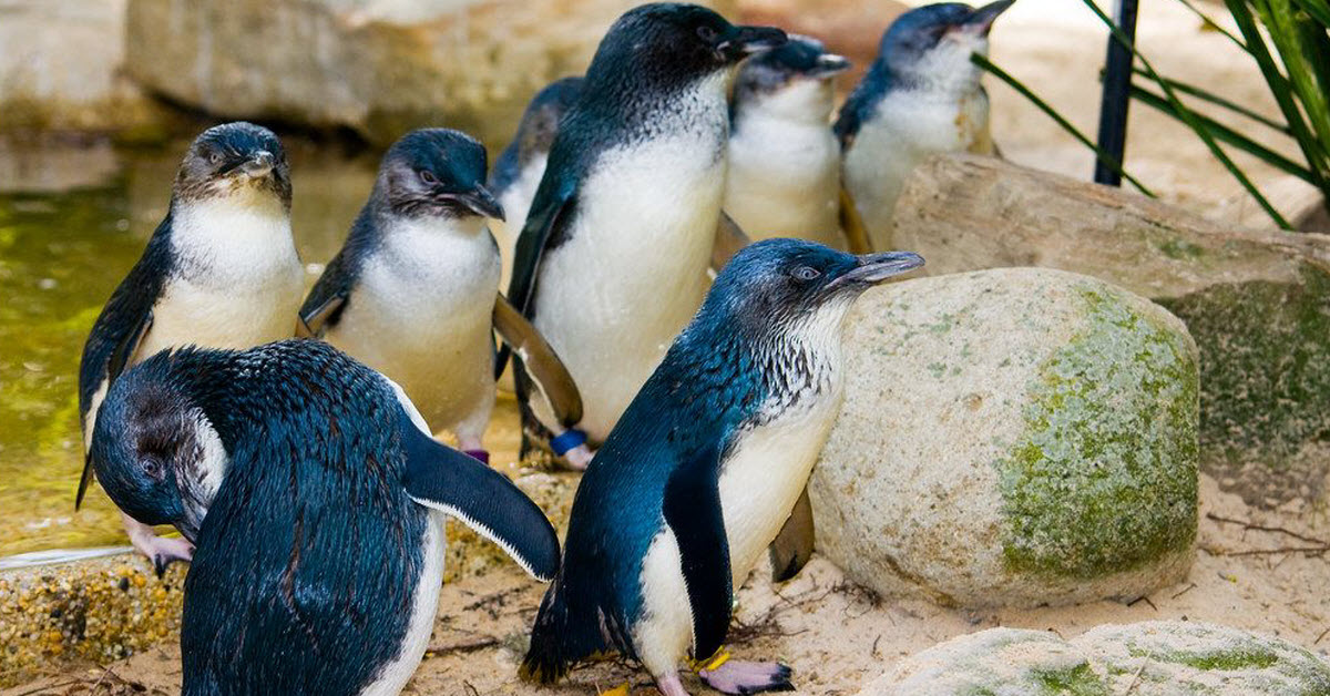 Australia Has The Most Adorable Fairy Penguins