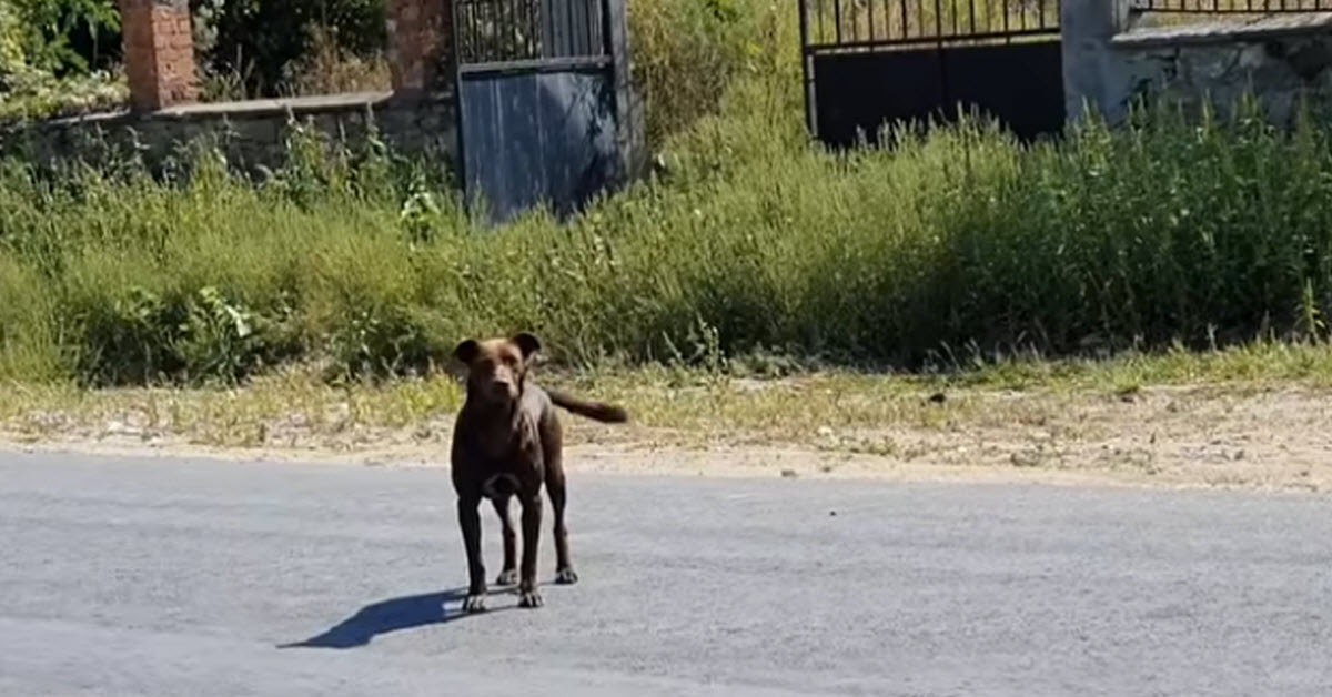 Stray Dog Waits For One Car After Another Until One Kind Soul Stops And