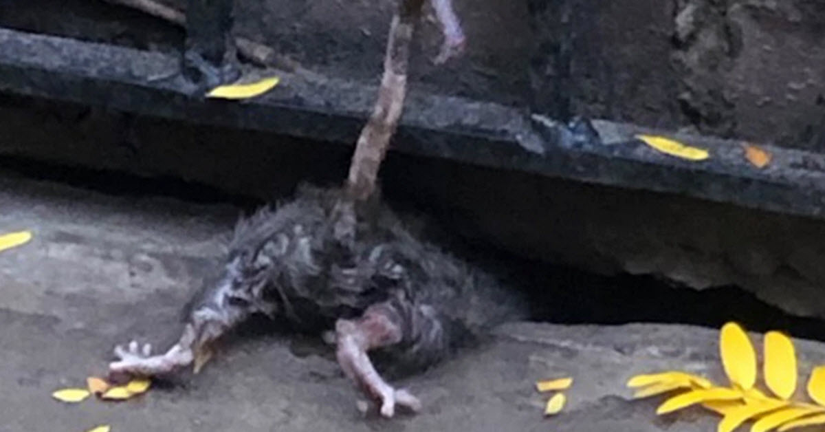 Central Park Being Overrun By Giant New York Rats