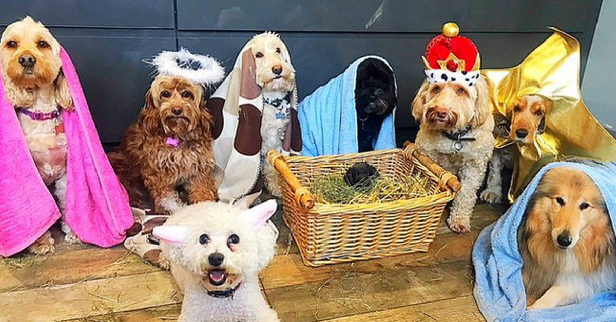 Dogs Get Together To Rehearse The Nativity Scene Canine Style