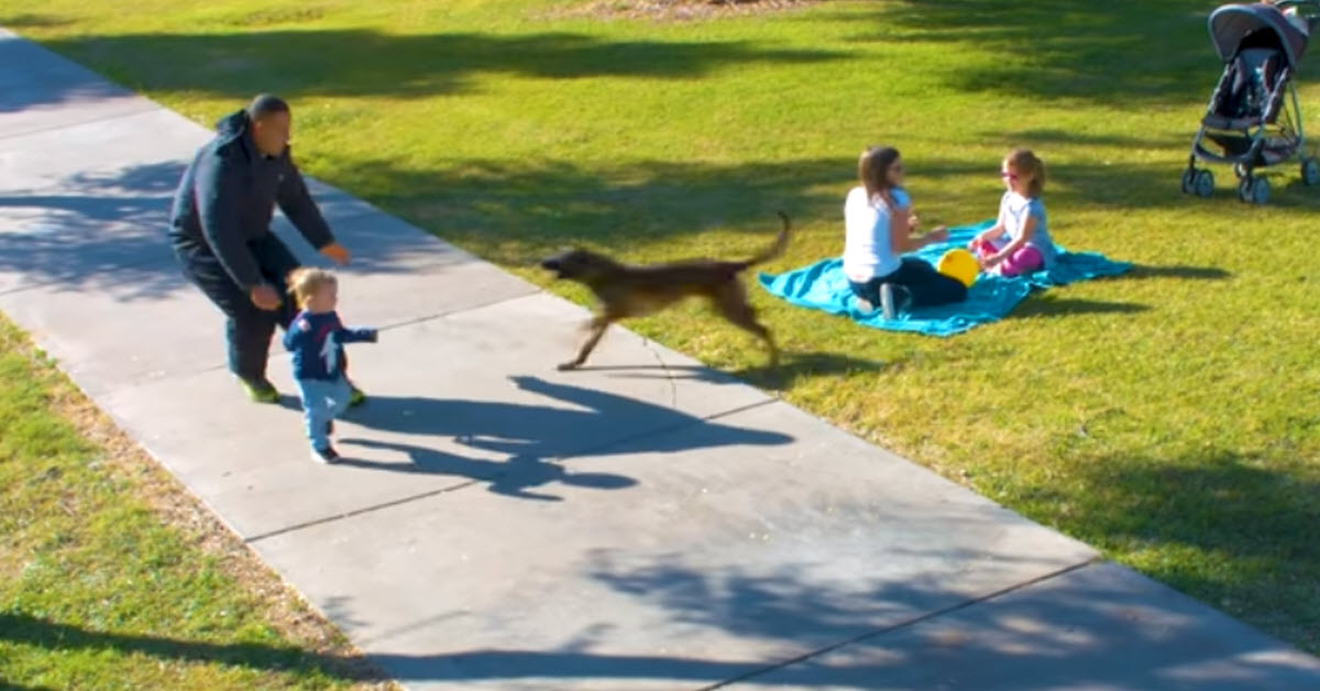 Dog Takes Charge When Man Runs Toward Little Toddler