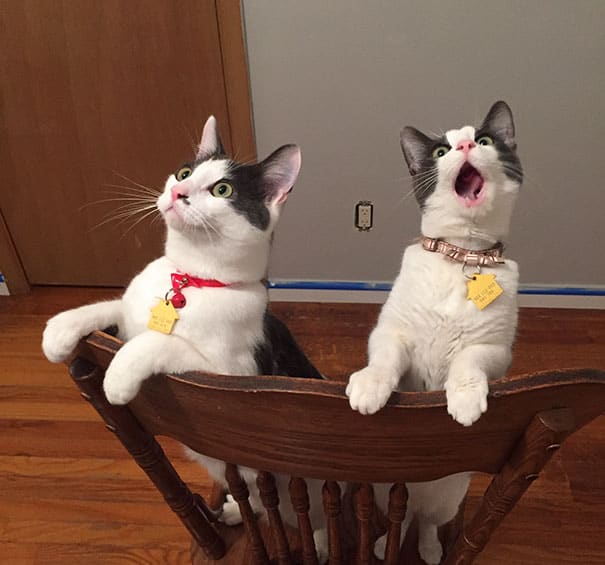 10 Amazing Dramatic Cats Who Deserve Oscar InNewsweekly