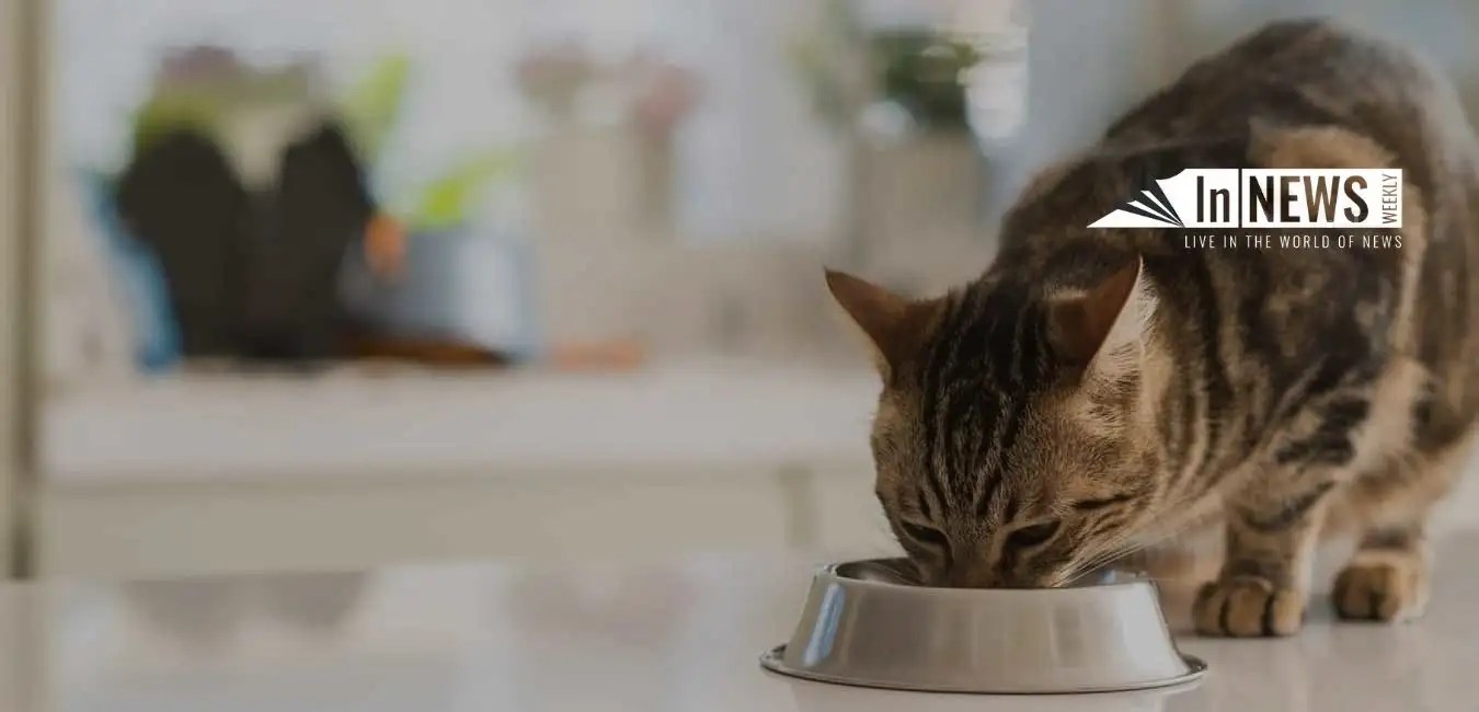 Cat Throwing Up Undigested Food? What To Do? In NewsWeekly