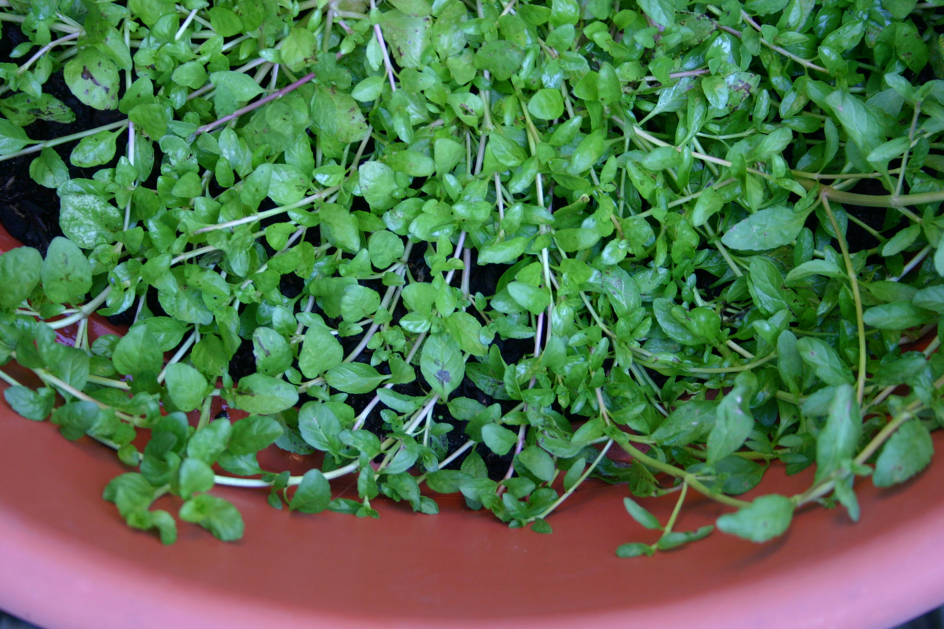 Garden Herbs Pennyroyal The Innocent Primate Vegan Blog