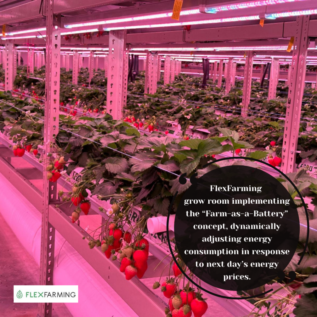 Beyond the Hype What it Really Takes to Grow Strawberries in TCEA