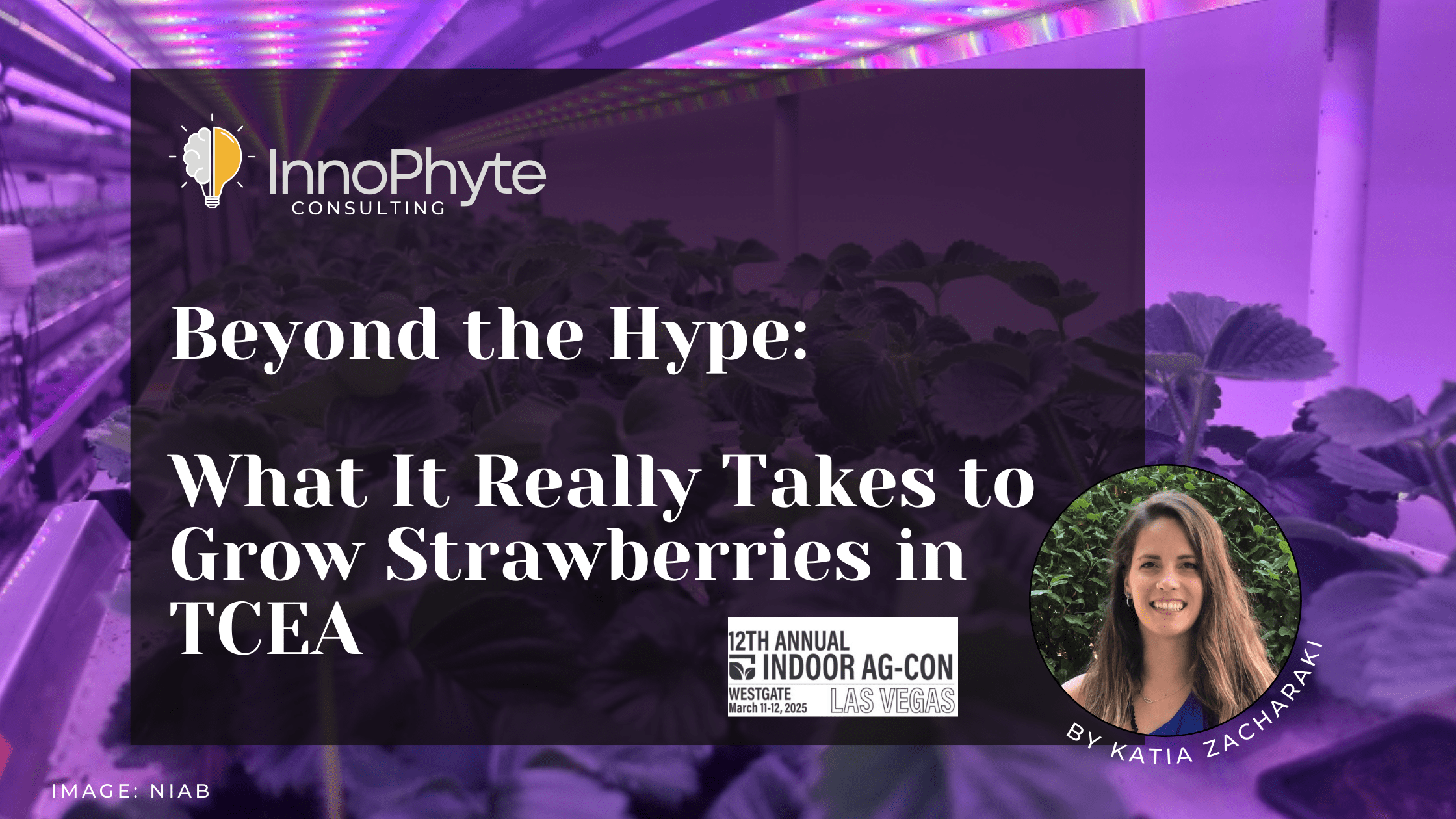 Beyond the Hype What it Really Takes to Grow Strawberries in TCEA