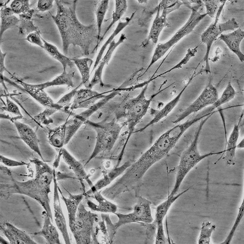 Human Hair Germinal Matrix Cells Innoprot Hair Cell System