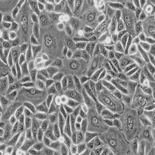 Human Thymic Epithelial Cells Innoprot Adrenal Gland Cell System