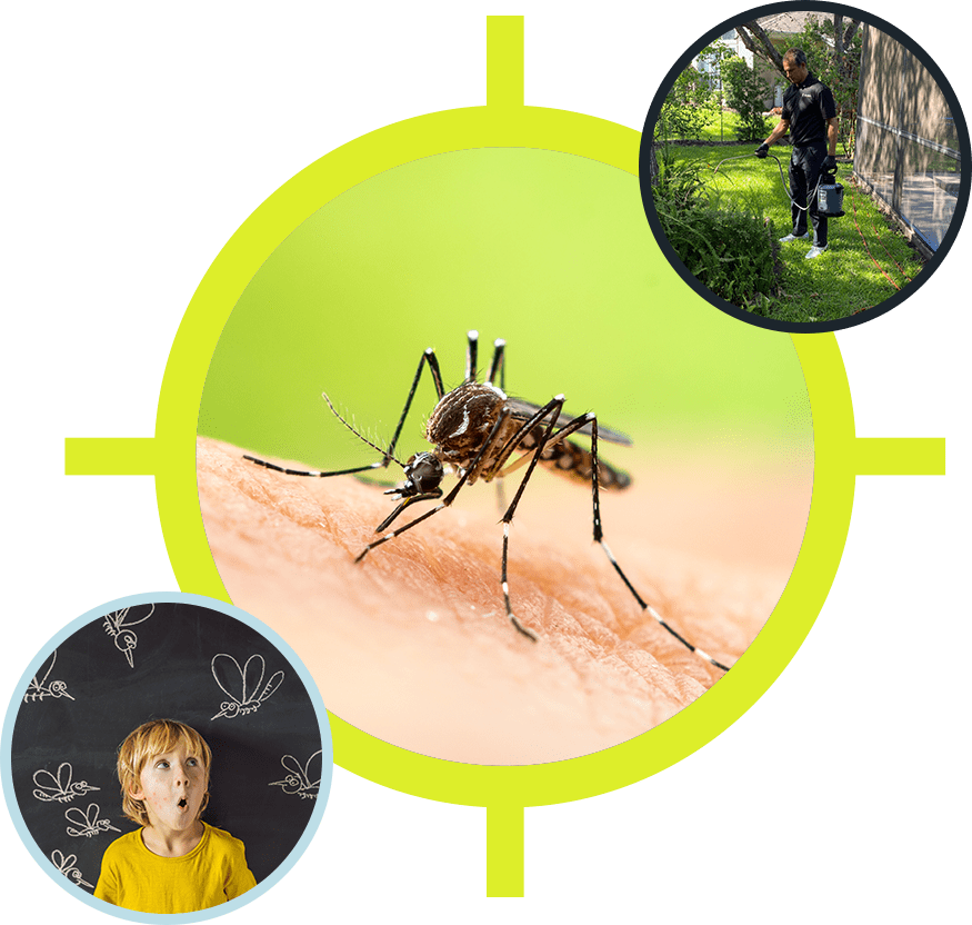 Mosquito Control in Palm Coast & St Augustine, FL Innotech Pest