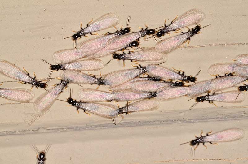 Drywood Termites St Augustine InnoTech Pest Management