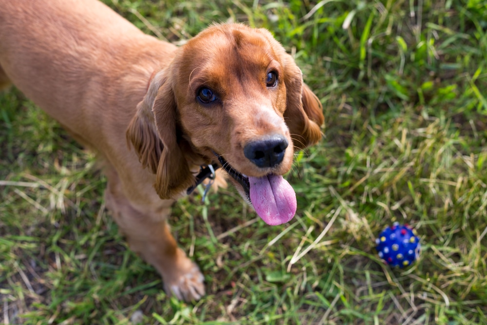 In Dog Training, Nothing In Life Is Free Innovative K9 Academy