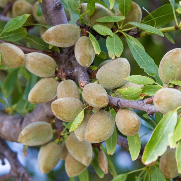 How to Grow and Care for Almond Tree In One Blog