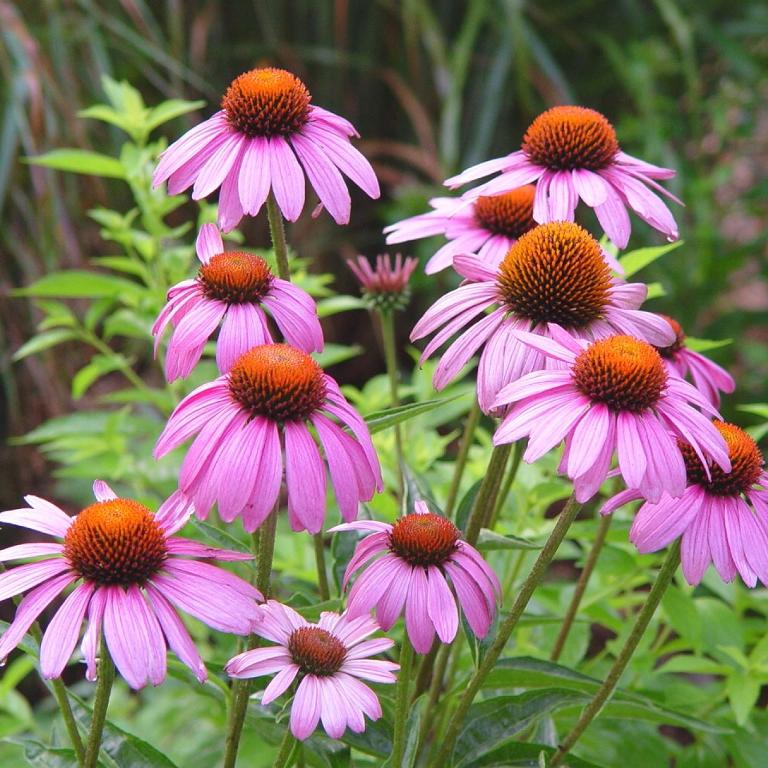 How to Grow and Care for Coneflower In One Blog