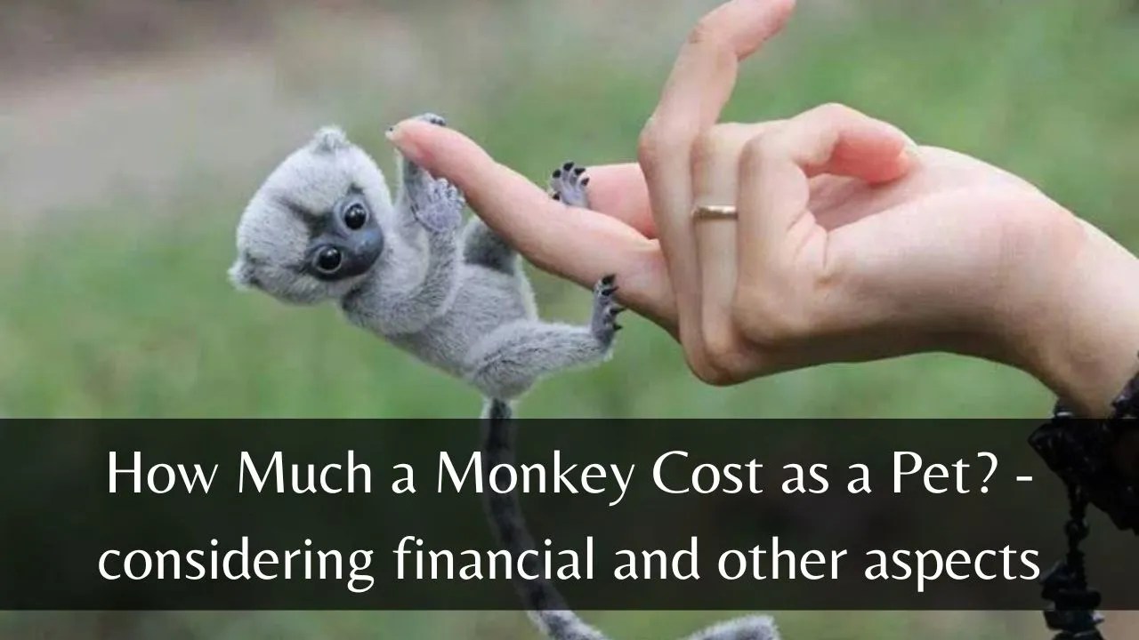 How much does a monkey cost InoWixer