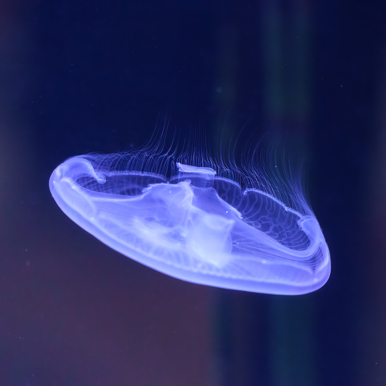 Jellyfish in Blarney Castle