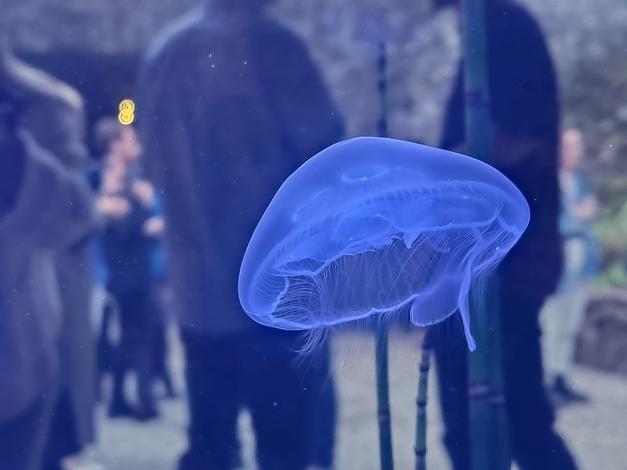 Jellyfish in Blarney Castle
