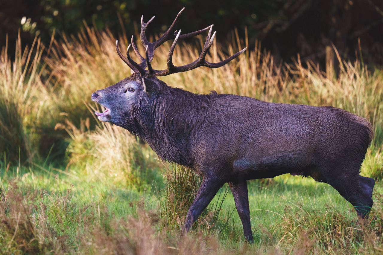 A stag bellows as he walks past.