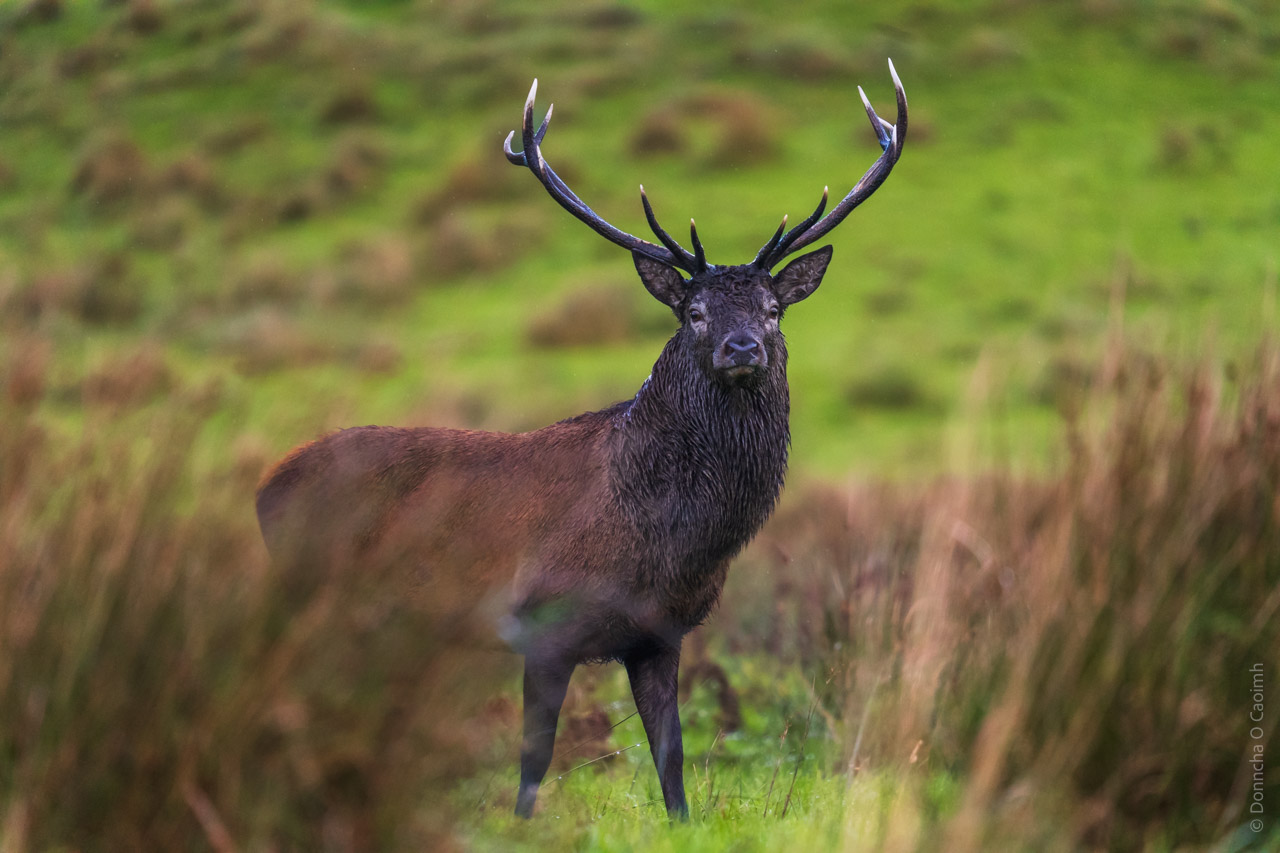 A stag looks directly at the camera