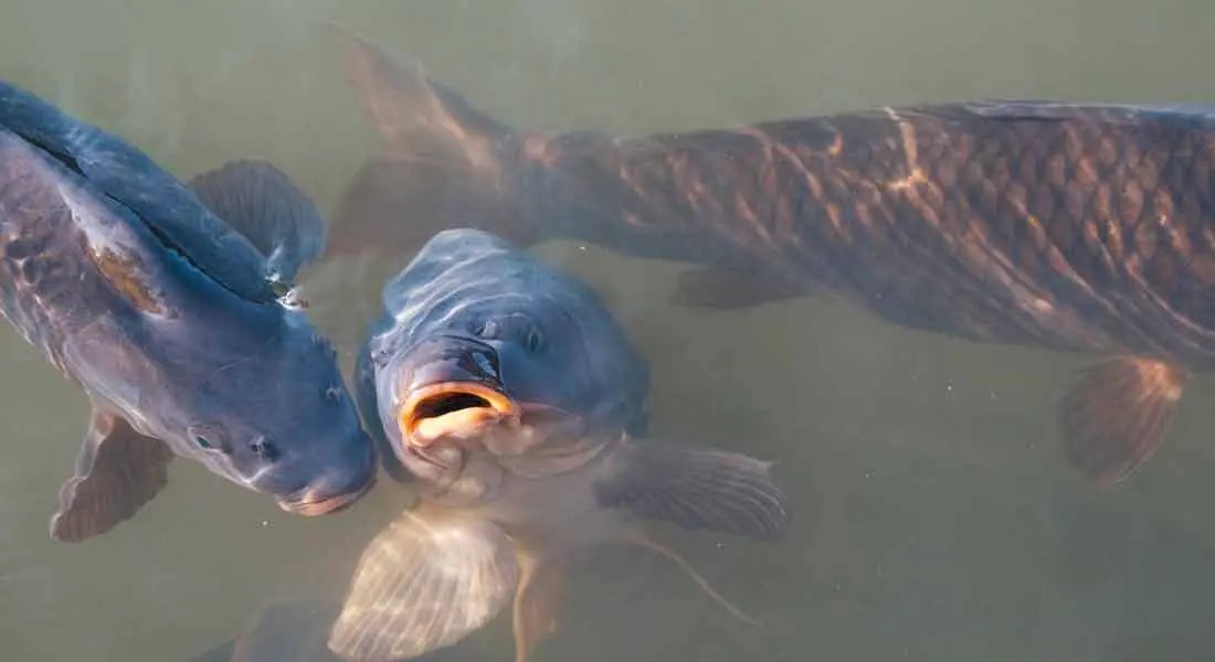 New Enhancements to Ontario Carp Fishing In Play! magazine