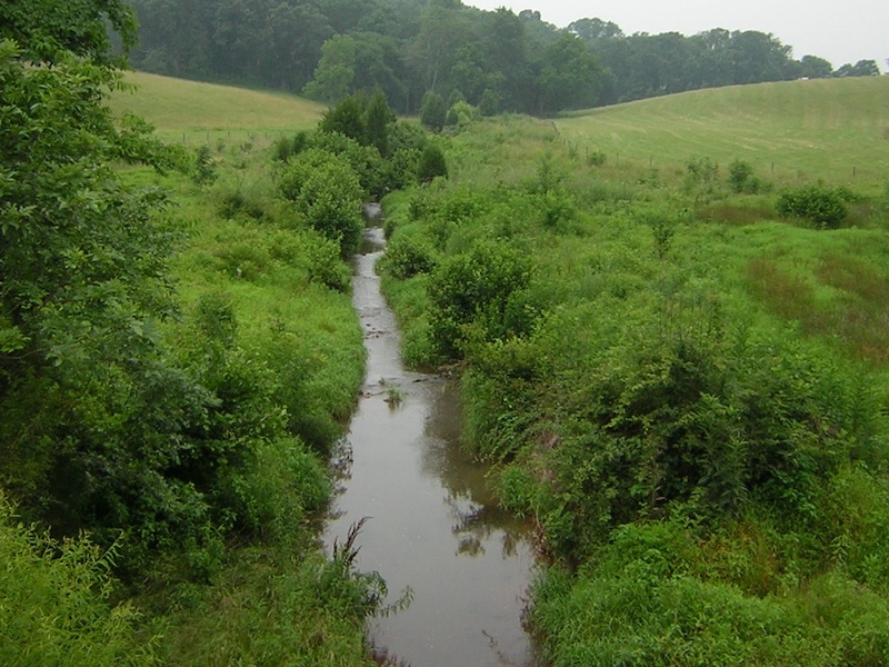 Riparian Buffers Guideline For Dairy Farmers