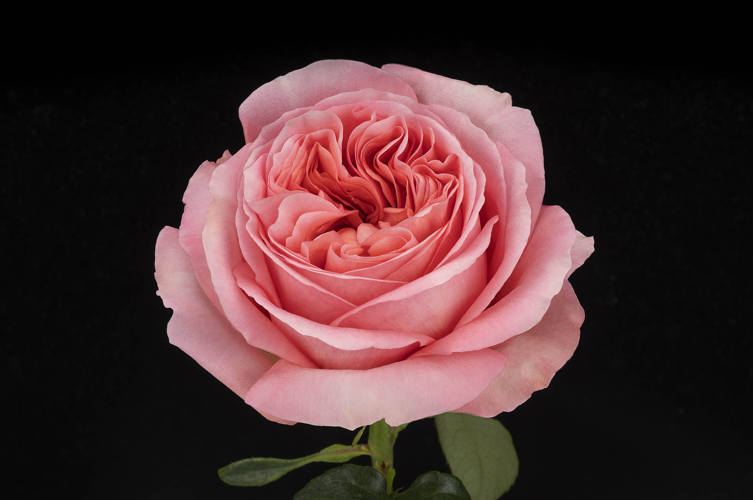 Garden Roses Inroses