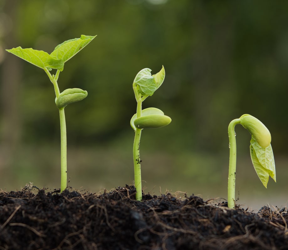 Jeunes pousses Recherche étudiante Partenariats INRS
