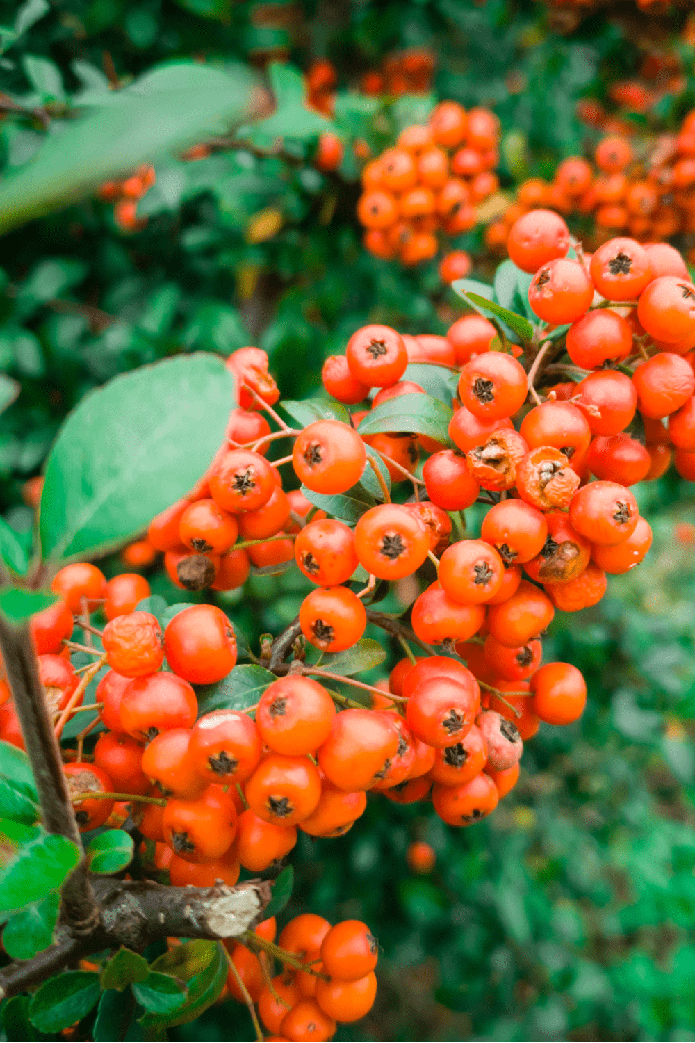 15 Fruits That Start With H Insanely Good